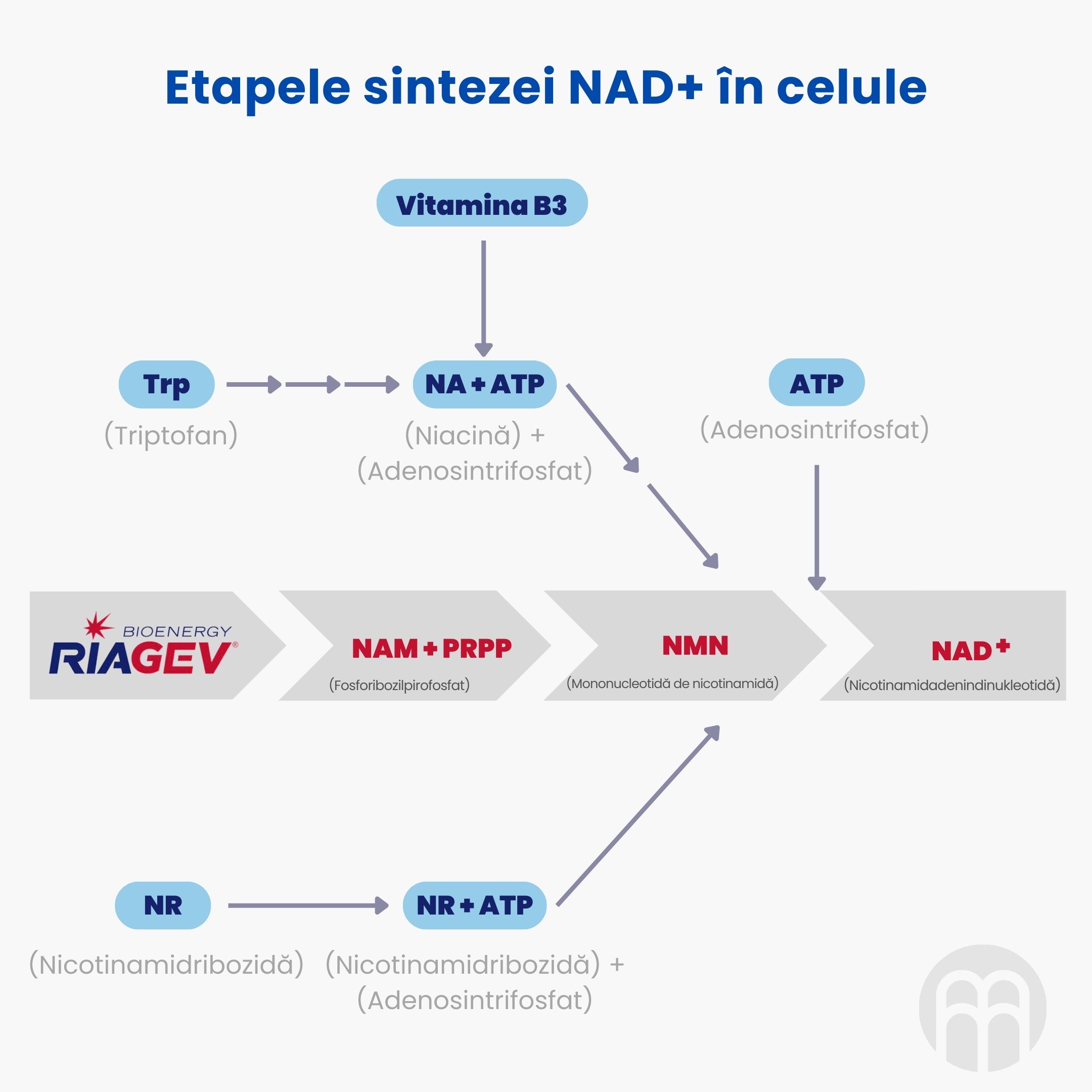 (Rumunština) Tvorba NAD+ v bu…